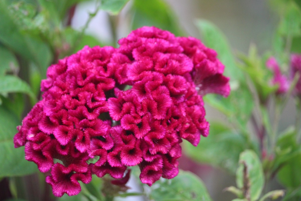 Celosia argentea L.